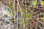 Carolina milkweed